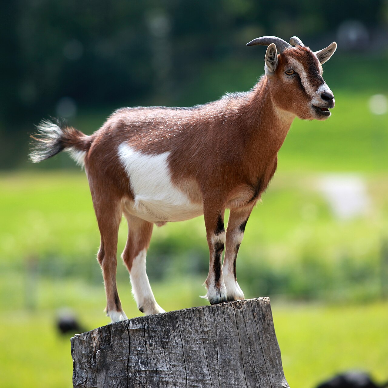 Goat farming and livestock management in India using AI technology